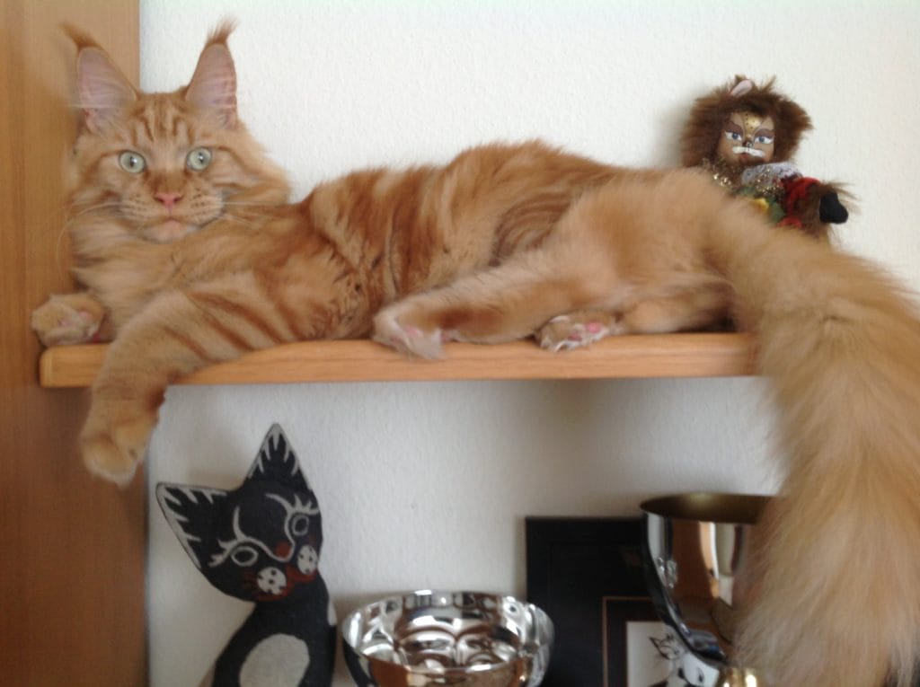 Maine Coon