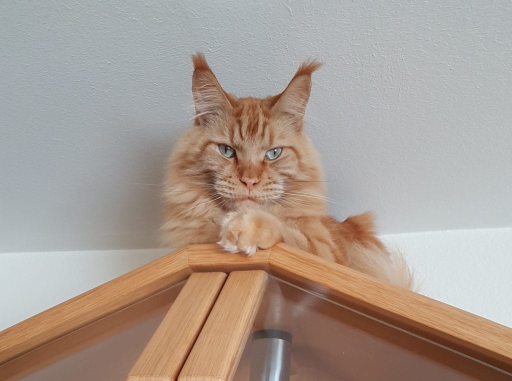 Maine Coon