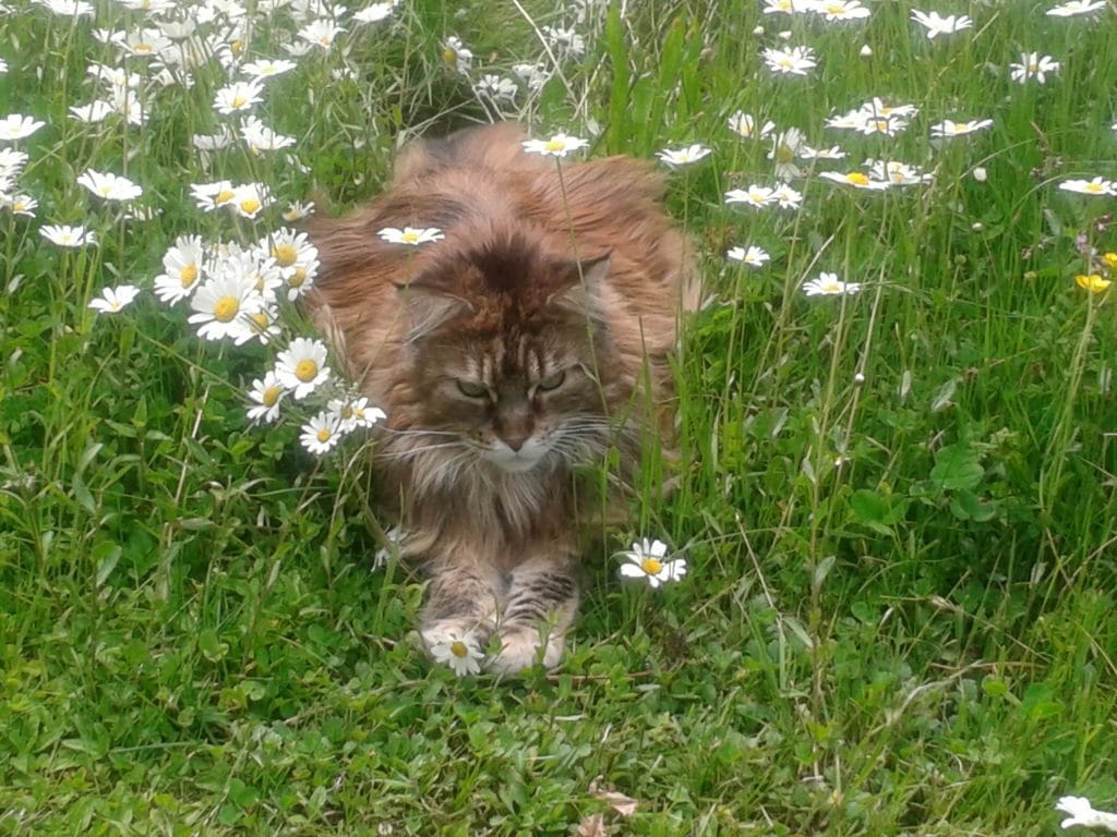 Maine Coon